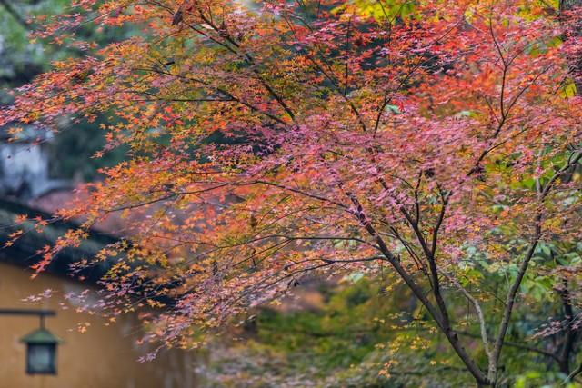 杭州人私藏的红叶地图曝光！这5个地方藏着江南最极致留恋的秋！