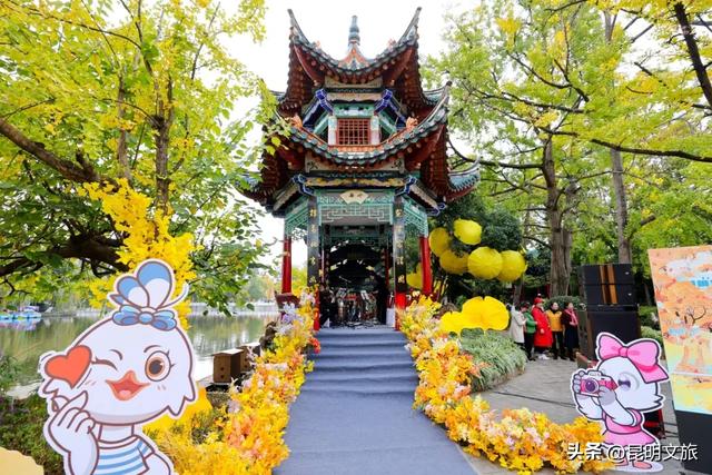 昆明五华赏杏观鸥全攻略!周五启幕!鸥舞翠湖+金黄杏叶,承包初冬浪漫