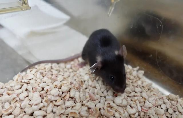 给4只“无名鼠辈”取名？网友这脑洞，要上天啊！