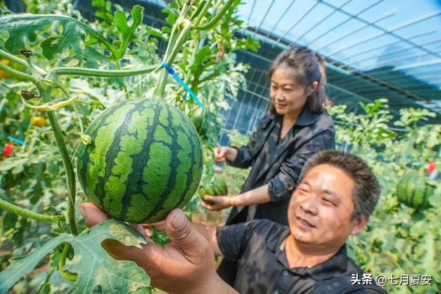 永兴岛一年三熟产出大量西瓜，如果覆盖南沙岛礁，可出口到东南亚