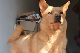 公认“好养”的十种狗，乖巧懂事，适合家养图片