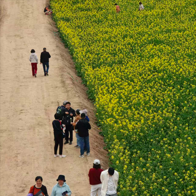 西安藏着神仙春日：坐地铁穿花海，随手释放浪漫，便捷观赏油菜花