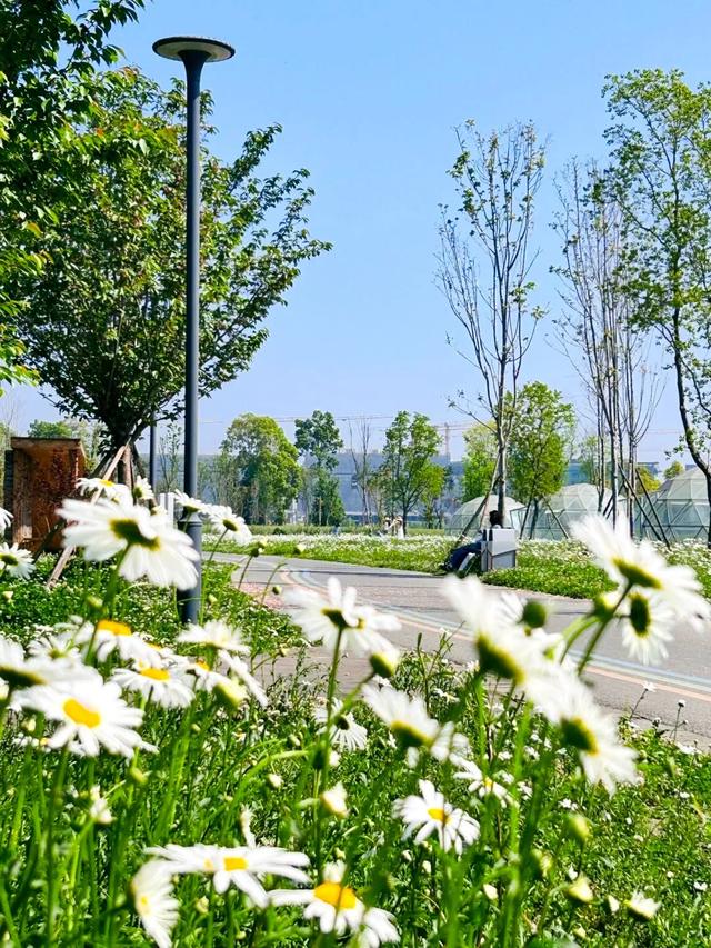 成都这个公园拍三种花海,简直赚翻了!