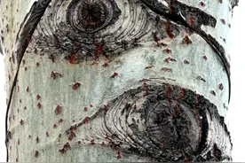 在太原市汾河公园以及城市道路两旁有很多白杨树图片