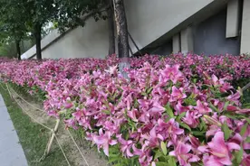 太原市晋源区：晋阳湖畔｜夏日百合竞相开图片