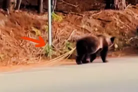 三文鱼里的隐形杀手：绦虫如何潜入棕熊体内图片