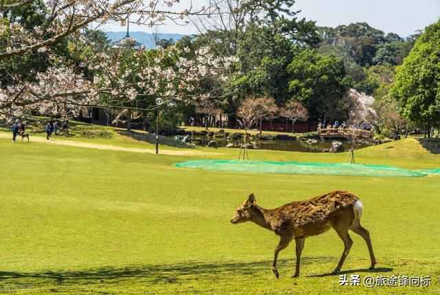 想找个能兼顾看景、购物还能体验特色旅行，日本能古迹购物赏花
