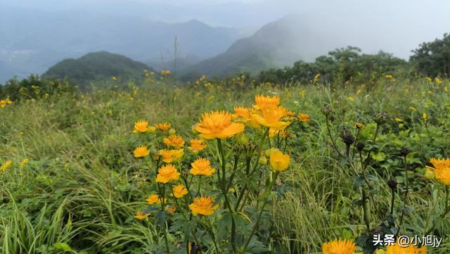 再登辽阳千米高峰白云山，云雾弥漫，金莲花盛开