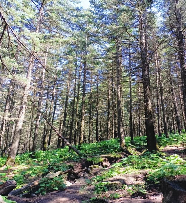 芦芽滴翠绕乡愁 宁武全域布局打造旅游新高地