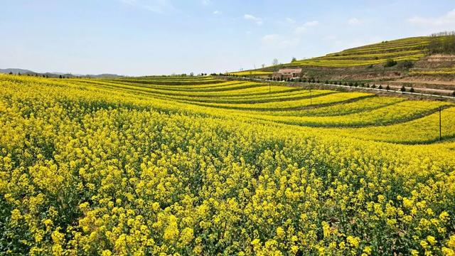 “五一”来礼县 | 礼县宽川镇：“花海经济”绘就乡村振兴新画卷