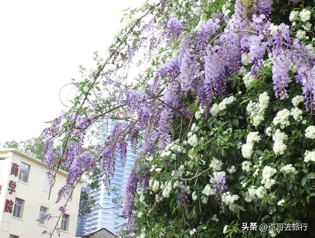 成都市内紫藤王开花了，20米花瀑超级惊艳，这4处都不要门票！