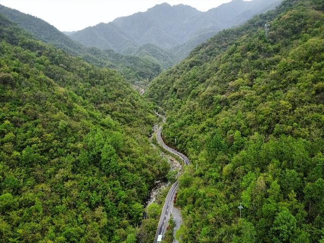 共赴龙乡春日 醉游伏牛花海 2026美鄀西峡花朝季盛大启幕