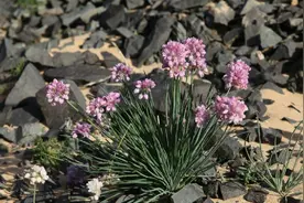 沙葱是什么图片