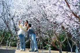 石家庄：赴一场与繁花的约会图片