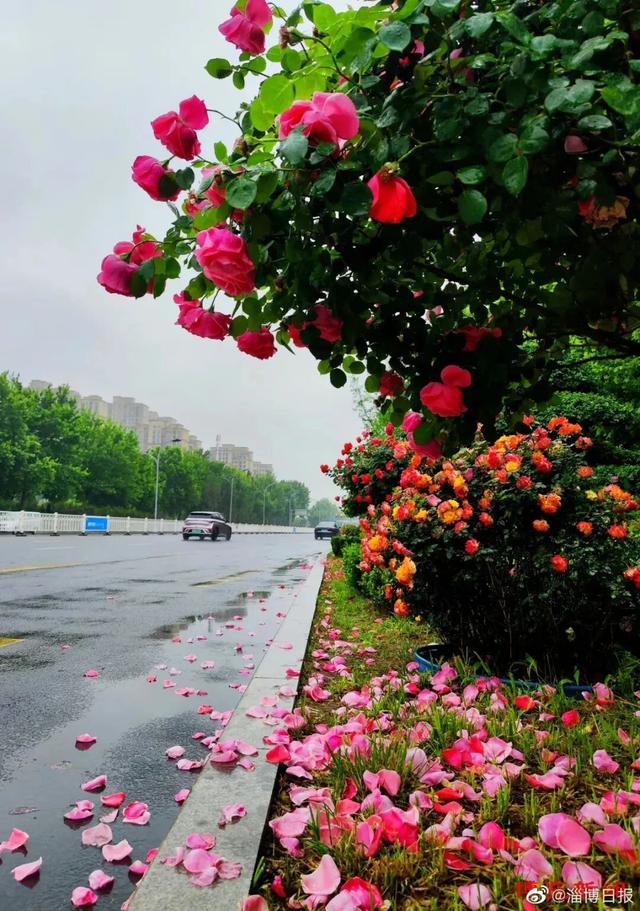 好多人在拍！快来打卡淄博这些“花海大道”~