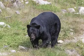 东北大叔收养黑熊幼崽，5年后遭人殴打，黑熊护主将打人者吓尿图片