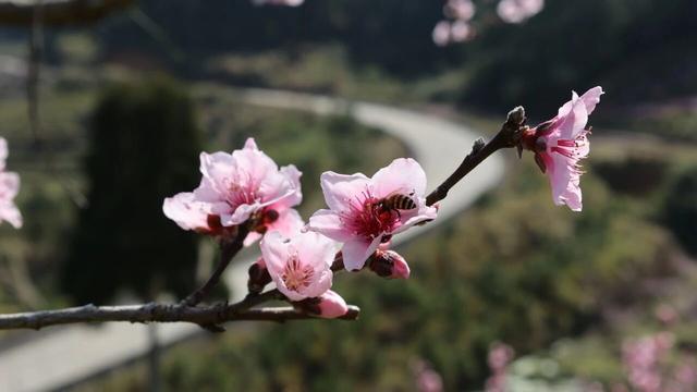 屏南县公安局代溪派出所：烂漫乡旅桃花盛，景中有“警”有安心