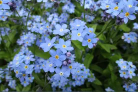 海南杜成发话，聂磊被抓惊动勇哥（4）图片