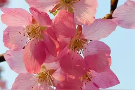 91岁的曹奶奶不认识自己的儿子，却能每天给55万网友上课！图片