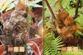 跨越千里的连线，活化石金毛狗蕨回家“一年”恢复如何？图片