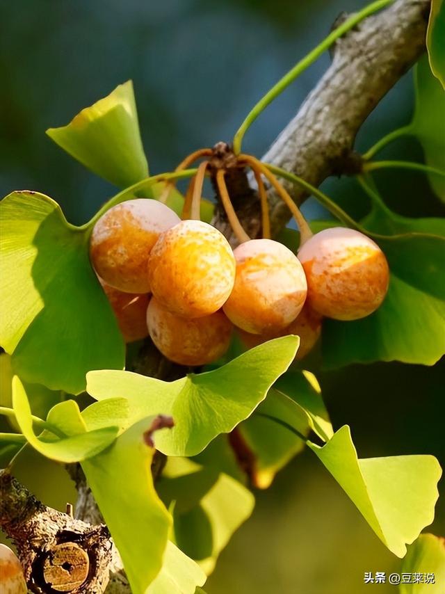 日本人靠它发财，美国人用它打仗	，中国人却把它当毒药扔进垃圾桶