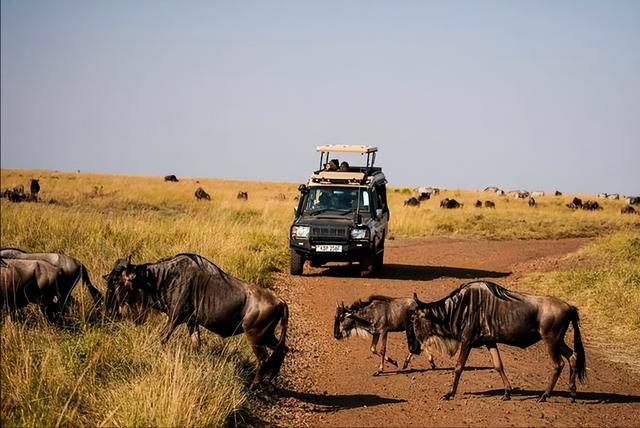 从9万到10万！肯尼亚凭啥成春节新顶流？三大原因让游客说走就走