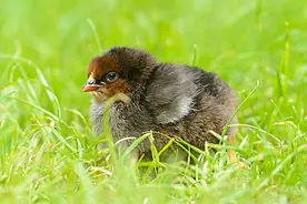 收藏了！家禽（20种）细菌病，最佳投药方案汇总！图片