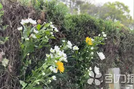 176万人次涌入苏城各大墓园图片