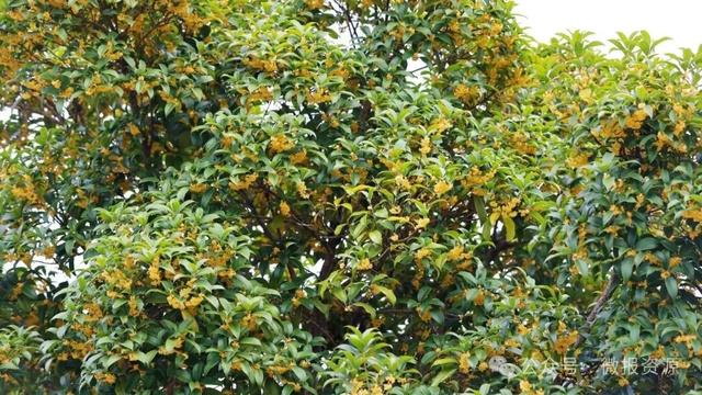 国庆假期桂北这个县的桂花树应时盛放 金粟满枝香溢全城