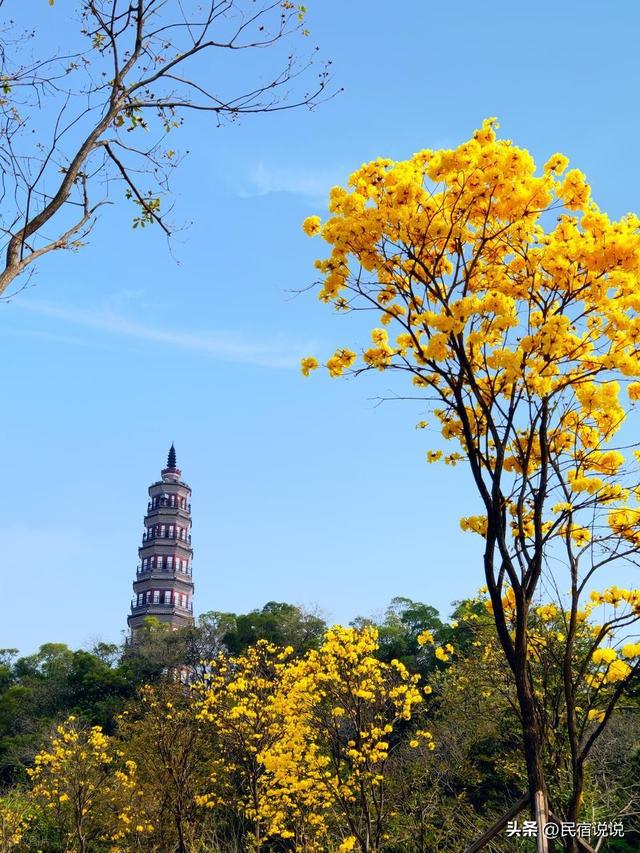 2026佛山超十万人徒步经过这些景点，还有春日赏花地。