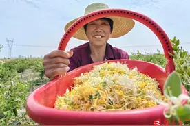 金银花开村民“致富路”图片