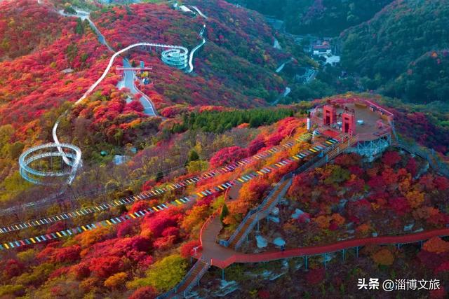 红了！淄博绝美红叶季来袭，一景区免费！等天晴，就出发→
