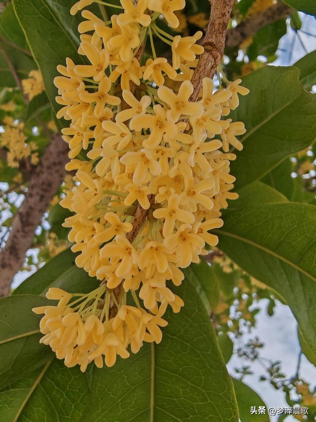 古城云梦：重阳桂花艳 千年古韵香