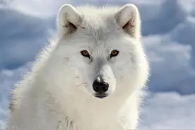 北极狼：寒冷北极霸主为何走向濒危？图片