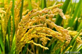 快看，太仓这里秋意好浓！图片