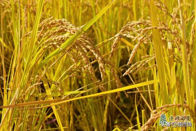 【风光】长安公园稻谷香