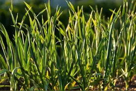 开春，大蒜返青期，浇水施肥是关键，牢记这7点，大蒜个大产量高图片