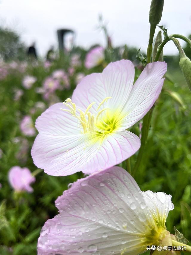 成都被严重低估的赏花地，最火的月见草花又回来了，太美了！