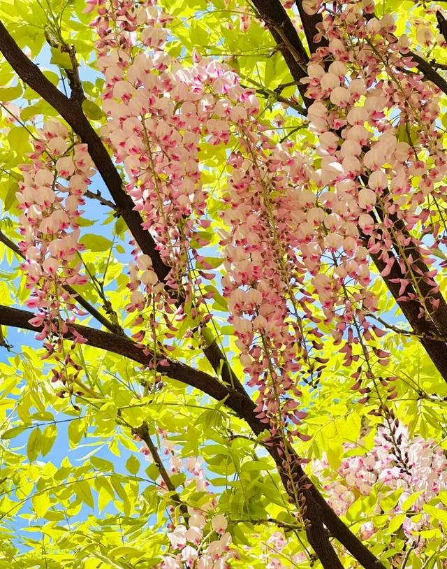 北京一处“最壮观”的紫藤花公园，犹如仙境一样美，震撼至极！