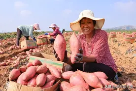 种了多年的红薯，每年一直用这些肥，红薯个大高产表面还光滑图片