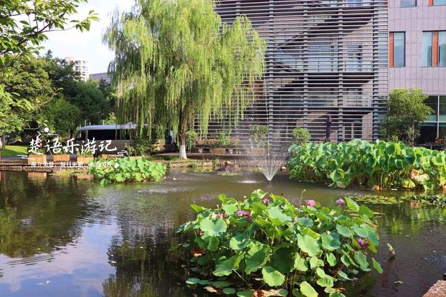 浙江宁波城区发现一处风景，小巧清幽但满池荷花，好有诗情画意