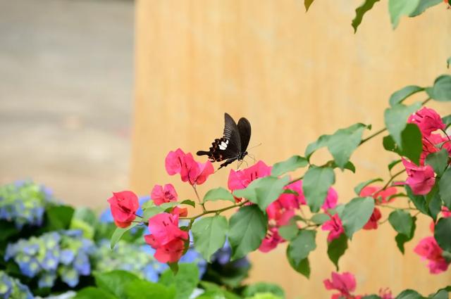 走，一起上春山！清明假期出发观音山，花神约您来见~