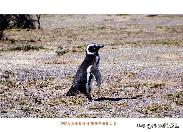 南极南美三国行游影记（77）—阿根廷旁塔汤布国家公园（四）