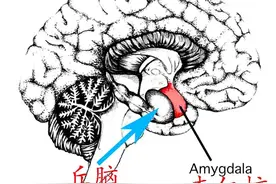 莫名其妙地对“鸡”感到害怕？恐鸡症并不可笑，它是一种自然现象图片