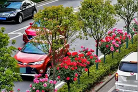 笑死，大家每年这个时候都惦记西安二环的月季花？网友：不刑！图片