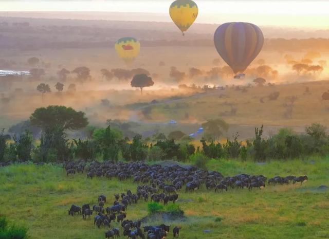 非洲坦桑尼亚8天7晚野奢之旅,乘越野车Safari,看动物大迁徙!