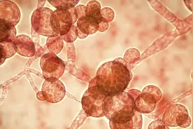 致命真菌蔓延全球! 碰到门把就感染, 死亡率恐达60%, 还有强耐药性!图片