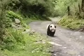 笑不活了，四川男子偶遇野生大熊猫卑微求让路，我笑死在网友评论图片
