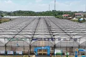 “一代天椒”出湘记图片