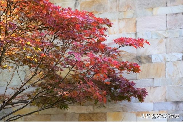 一叶知秋！2025年石家庄市城区赏秋指南来啦 这些地方别错过